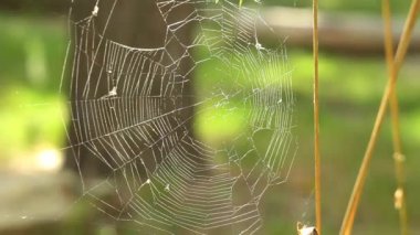 Bulanık arkaplanı olan bir örümcek ağının yakın çekimi