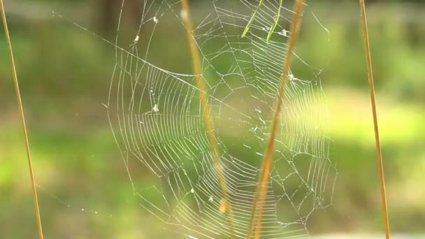 Een close-up van een spinnenweb met wazige achtergrond — Stockvideo