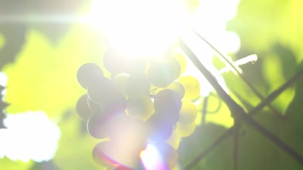 Грона винограду в сонячних променях — стокове відео