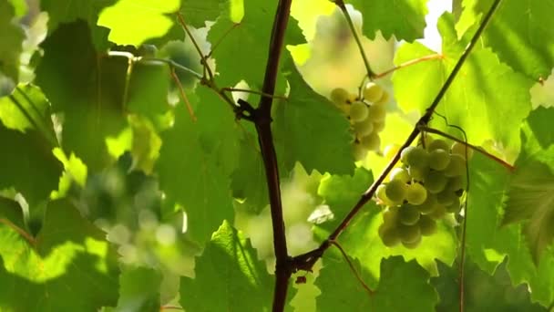 Una vid de uvas verdes con hojas — Vídeos de Stock