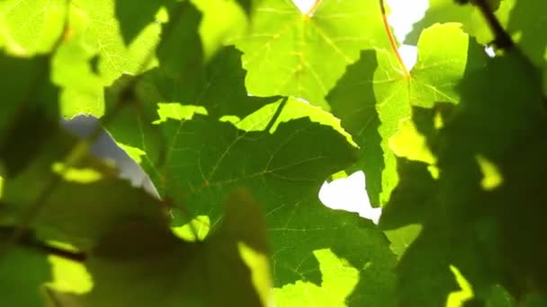 Grape leaves background — Stock Video