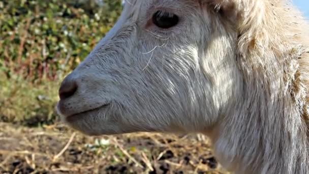 Young white goat cries — Stock Video