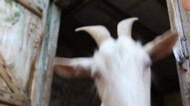 Beyaz-Keçi