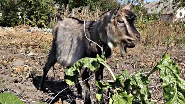 Cabra marrón comiendo hojas — Vídeo de stock