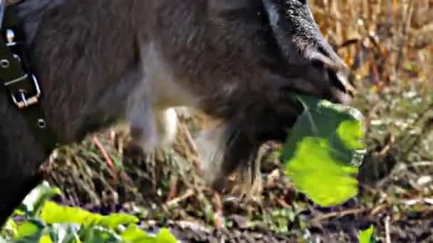 Небольшая коза рвет и ест лист — стоковое видео