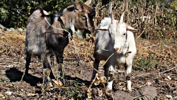 Goatlings comiendo hojas — Vídeos de Stock