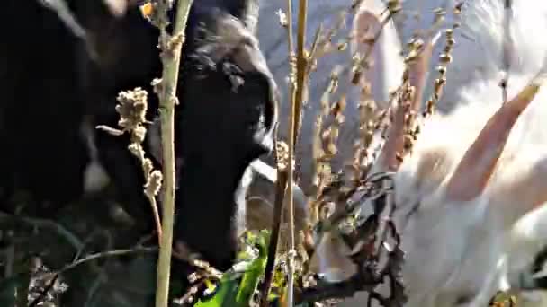Pequeñas cabras comiendo hojas — Vídeos de Stock