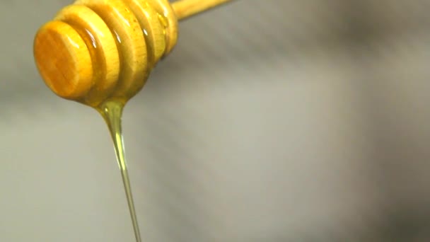 Honey dripping from a spoon — Stock Video