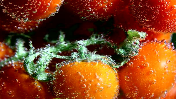 Légumes. Rameau de tomates dans l'eau avec des bulles — Video