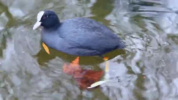 De Meerkoet, zangvogels water — Stockvideo