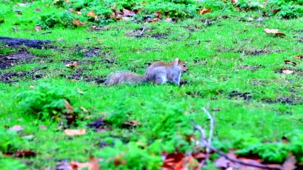 écureuil sur l'herbe