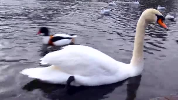 Белый лебедь в воде — стоковое видео