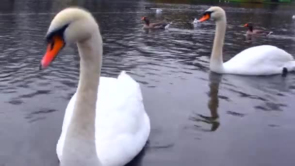 Two white swans in the lake — Stock Video