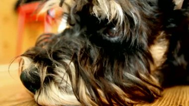 Üzgün köpek ağızlık. Mini schnauzer