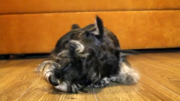 Миниатюрная шнауцеровая собака дома — стоковое видео