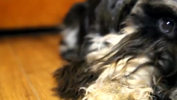 Miniature schnauzer dog — Stock Video