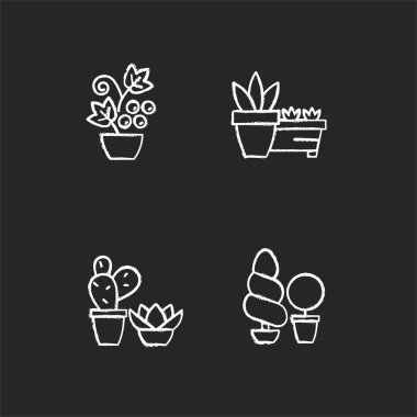 Bahçe mağazası kategorileri siyah arkaplanda beyaz tebeşir simgeleri belirlendi. Kuru ve sıcak iklimde büyüyen sulular ve kaktüsler. Böğürtlen çalıları ve asmalar. İzole edilmiş vektör karatahta çizimleri