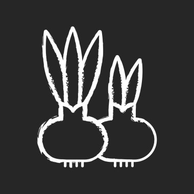 Çiçek soğanları siyah arkaplanda beyaz tebeşir simgesi oluşturur. Etli yaprakları olan kısa gövde ya da dinlenme sırasında besin depolama organı olarak çalışan yaprak bazlı. İzole edilmiş vektör karatahta çizimi