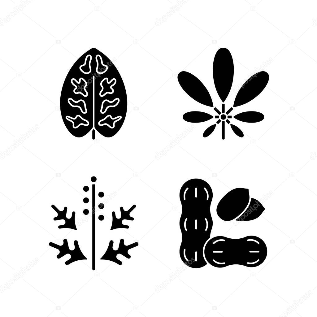 Reason for allergy black glyph icons set on white space. Dieffenbachia, schefflera. Ragweed pollen. Allergen from peanuts. Cause of allergic reaction.Silhouette symbols. Vector isolated illustration