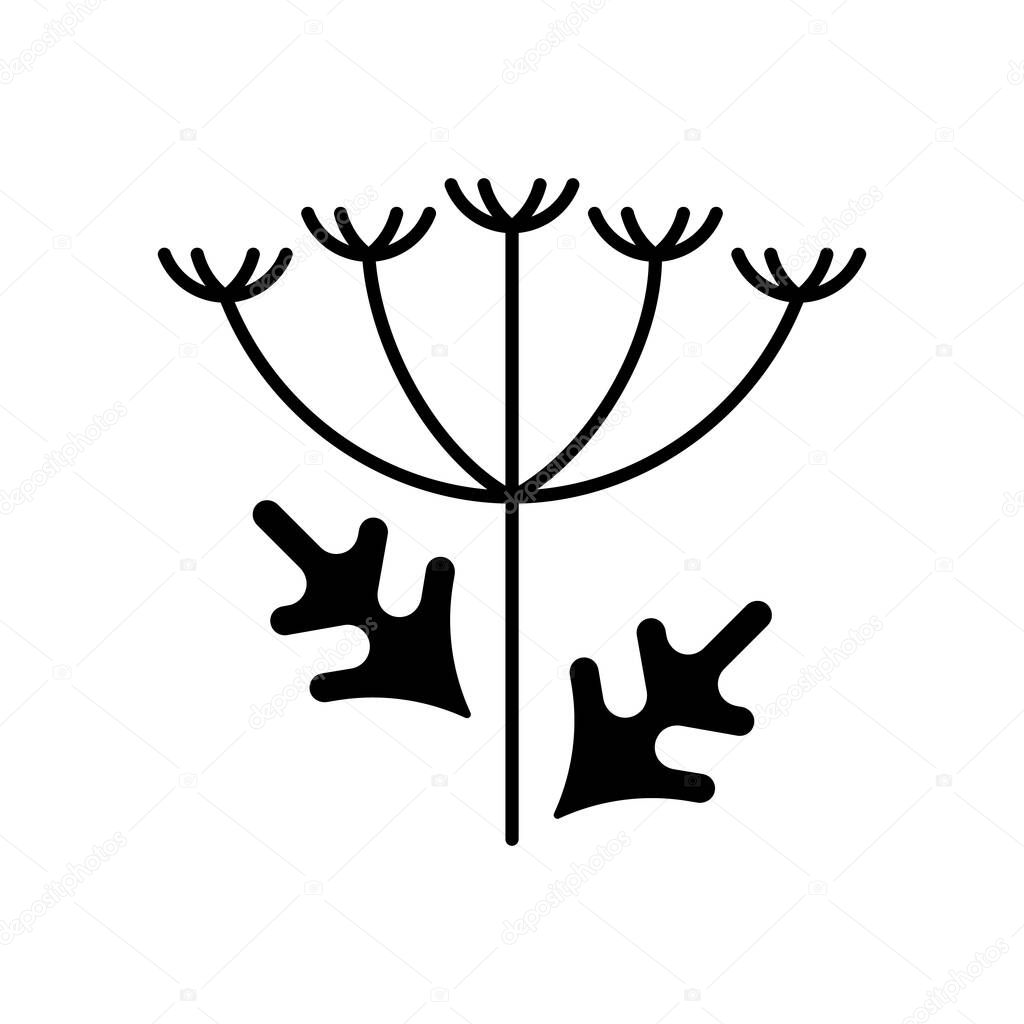 Queen Annes lace black glyph icon. Blooming wildflower. Wild carrot flower. Allergic reaction. Pollen allergen. Allergy for plant. Silhouette symbol on white space. Vector isolated illustration