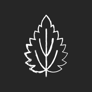 Siyah arkaplanda Nettle beyaz tebeşir simgesi. Alternatif tıp. Homeopati için bitkisel malzeme. Yaygın zehirli alerji. Bitki alerjisi. İzole edilmiş vektör karatahta çizimi