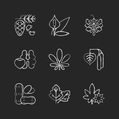 Alerjiler ve alerji siyah arkaplanda beyaz tebeşir ikonlarına neden olur. Sedir, çam ağacı poleni. Barış zambağı. Kavak ağacı poleni. Ağaç fıstığı, fıstık. İzole edilmiş vektör karatahta çizimleri