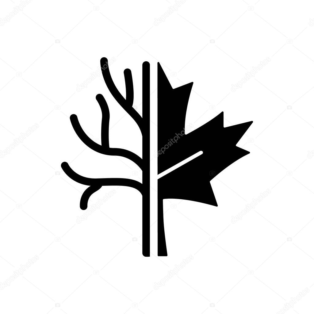Maple tree black glyph icon. Official canadian arboreal emblem. Species of trees and bushes growing in Canada. Maple leaflet symbol. Silhouette symbol on white space. Vector isolated illustration