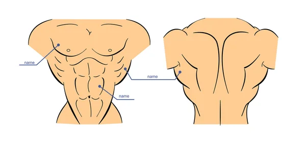 Torso culturista con músculos — Vector de stock