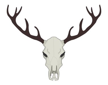 Geyik kafatası üzerinde beyaz izole