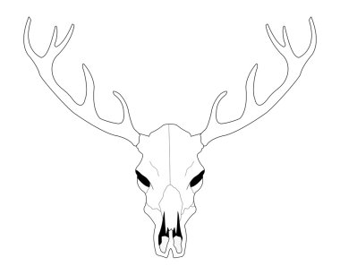 Deer skull isolated on white