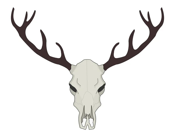 鹿头骨图库矢量图片 免版税鹿头骨插图 Depositphotos
