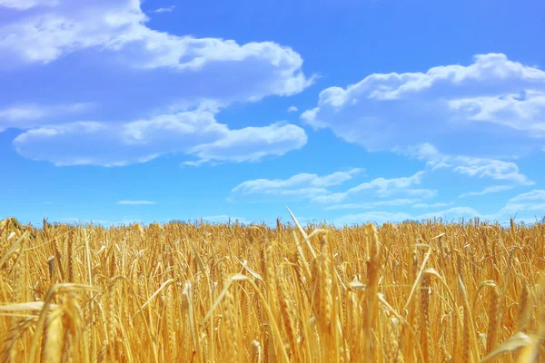 Gouden tarweveld en een schone blauwe hemel. — Stockfoto