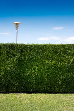 Minimalist bir arka planda mavi gökyüzüne karşı uzun ağaç çitleri ve çimen zeminleri. Düzenleyicinin metni için boş kopyalama alanı.