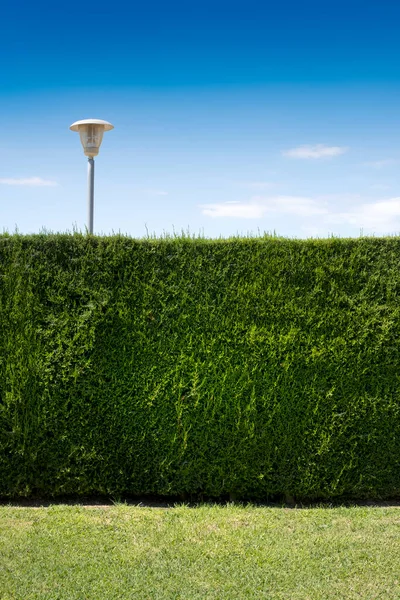 Minimalist bir arka planda mavi gökyüzüne karşı uzun ağaç çitleri ve çimen zeminleri. Düzenleyicinin metni için boş kopyalama alanı.