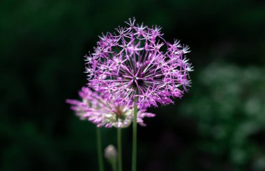 Güzel Vahşi Soğan doğada.