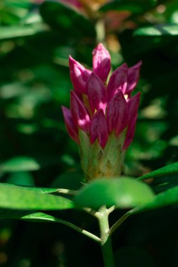 Çiçek bahçesinde yapayalnız rhododendron.