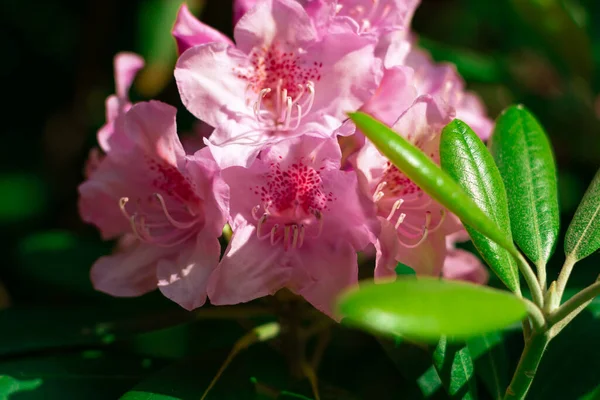 Beautiful Magnolia Flower Garden — Stock Photo, Image
