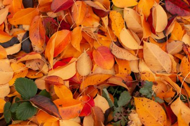 Altın sonbahar, dökülen yapraklar, arka plan