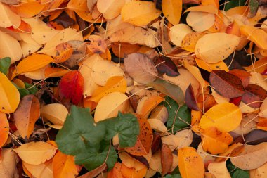 Altın sonbahar, dökülen yapraklar, arka plan