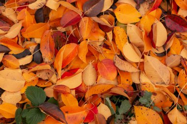 Altın sonbahar, dökülen yapraklar, arka plan