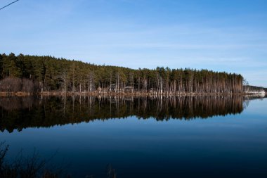Nehir ve orman, dokunulmamış güzel doğa.