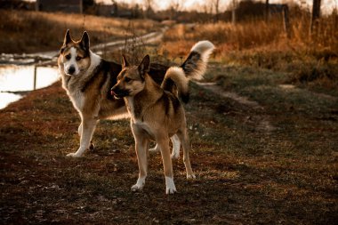 Komik iki köpek oynuyor, köpekler bayılıyor