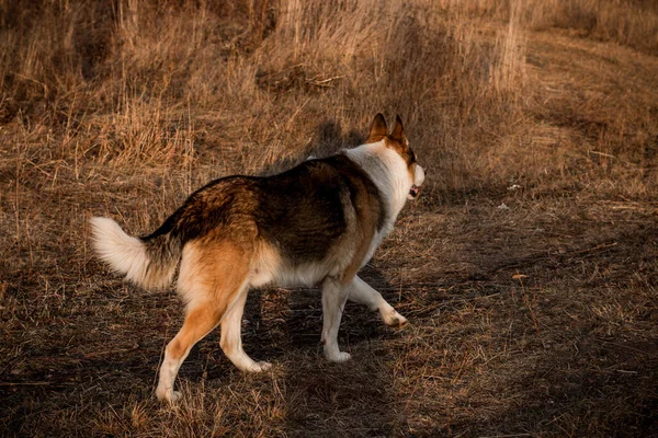 Ormanda Köpek Avı — Stok fotoğraf