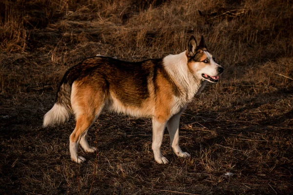 Caza Perros Bosque —  Fotos de Stock