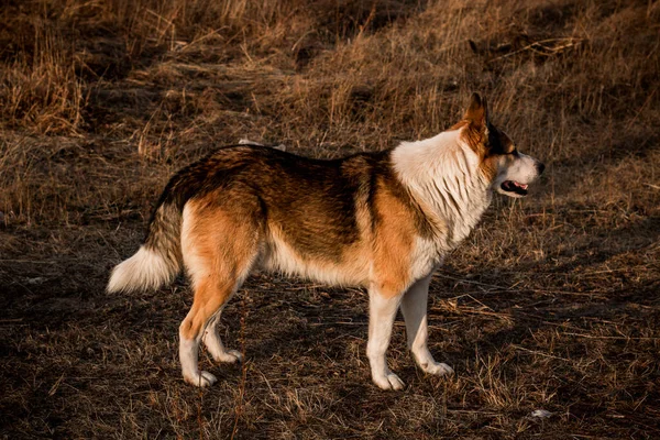 Jagd Auf Hunde Wald — Stockfoto