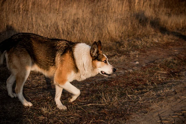 Caza Perros Bosque — Foto de Stock