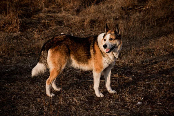 Caza Perros Bosque — Foto de Stock