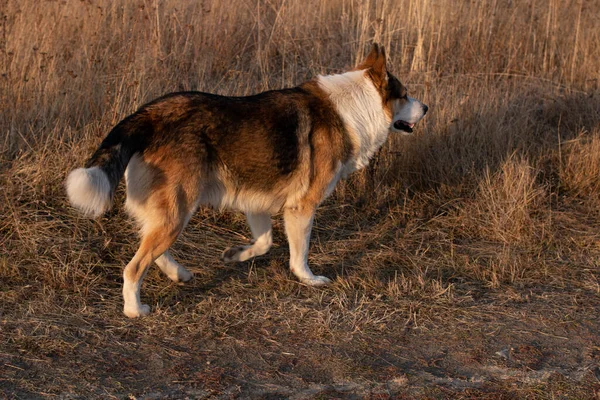 Ormanda Köpek Avı — Stok fotoğraf