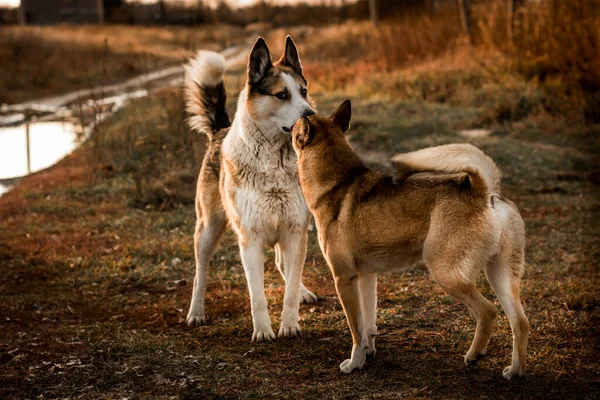 Lustige Zwei Hunde Spielen Hunde Lieben — Stockfoto
