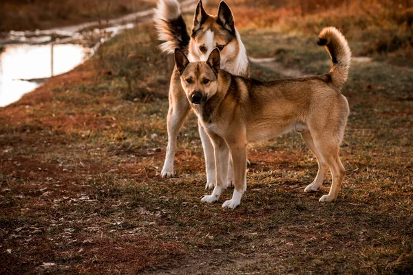 Divertido Dos Perros Jugando Perros Amor — Foto de Stock